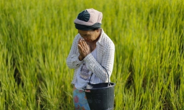 Giá gạo ở châu Á tăng lên mức cao nhất trong 15 năm