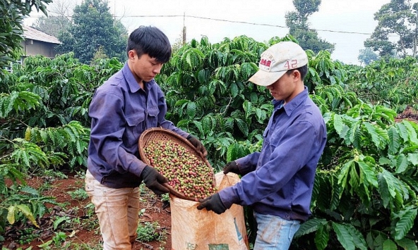 Giá cà phê hôm nay 30/11: Giảm nhẹ