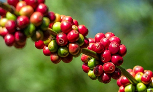 Giá cà phê hôm nay 1/12: Tăng mạnh hơn 1.000 đồng/kg