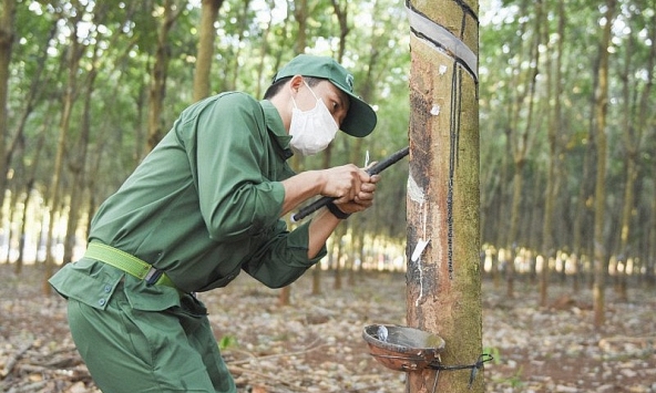 Giá cao su hôm nay 1/12: Tăng trên sàn Tokyo
