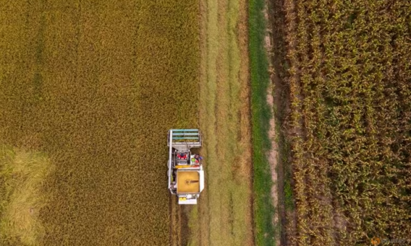 Sản lượng gạo trái vụ đầu năm 2024 của châu Á bị hạn chế gây áp lực nguồn cung ứng