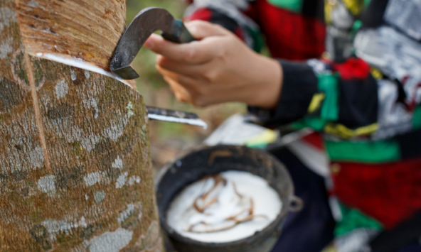 Giá cao su hôm nay 2/12: Biến động trái chiều