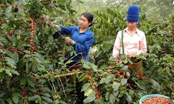 Giá cà phê hôm nay 2/12: Giảm 200 đồng/kg