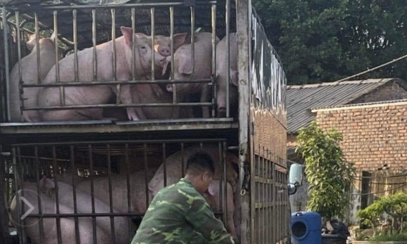 Giá heo hơi hôm nay 4/12: Miền Bắc tăng nhẹ