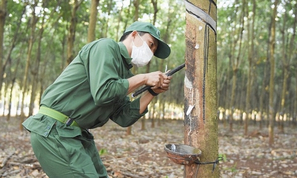 Giá cao su hôm nay 4/12: Giảm trên cả hai sàn châu Á