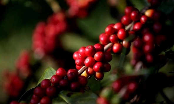 Giá cà phê hôm nay 5/12: Giảm nhẹ