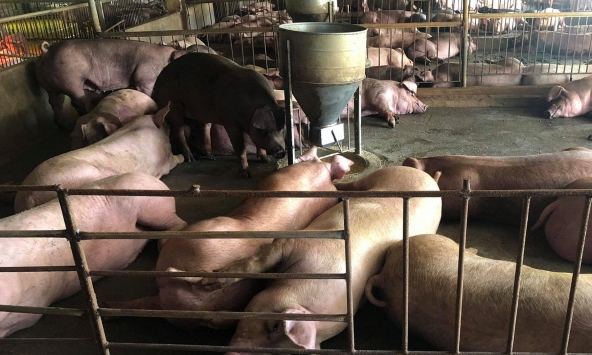 Giá heo hơi hôm nay 6/12: Đà tăng chững lại