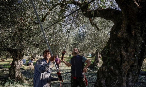 Các tên trộm ô liu ngày càng táo tợn ở Hy Lạp