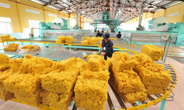 Giá cao su hôm nay 6/12: Chìm trong sắc đỏ