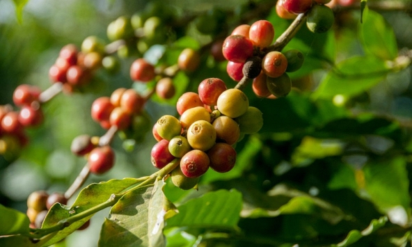 Giá cà phê hôm nay 6/12: Tăng 800 đồng/kg