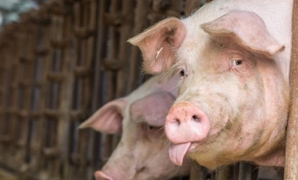 Giá heo hơi hôm nay 7/12: Nguyên nhân khiến giá heo đang tăng thì chững