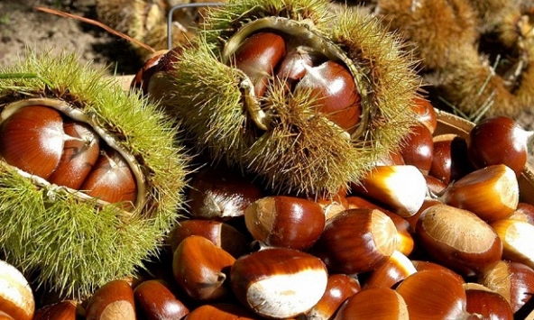 Công dụng tuyệt vời của hạt dẻ, được mệnh danh là 'vua trái cây khô'