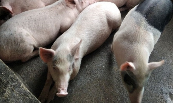 Giá heo hơi hôm nay 8/12: Miền Nam mất mốc 50.000 đồng/kg