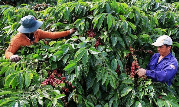 Giá cà phê hôm nay 8/12: Tăng 800 đồng/kg