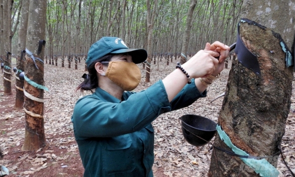 Giá cao su hôm nay 8/12: Tăng nhẹ trên hai sàn châu Á