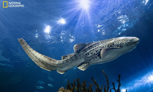 Những bức ảnh động vật hoang dã ấn tượng nhất năm 2023 trên National Geographic