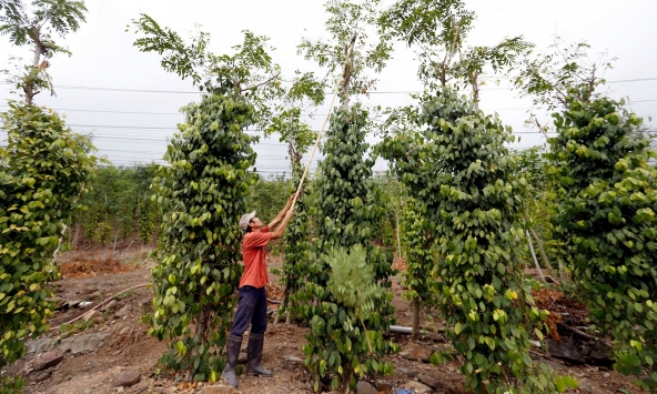 Giá tiêu hôm nay 9/12: Tiếp tục tăng 500 đồng/kg