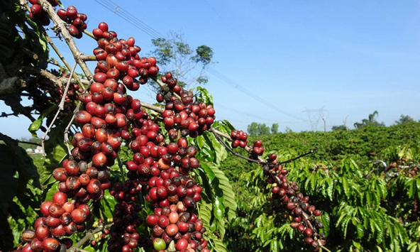 Giá cà phê hôm nay 9/12: Giảm nhẹ