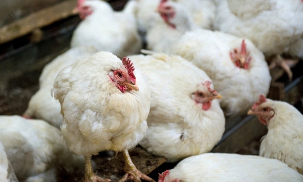 Singapore tạm dừng nhập khẩu gia cầm từ Nhật Bản, Mỹ vì lo ngại cúm gia cầm