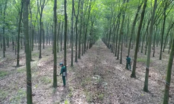 Giá cao su hôm nay 11/12: Tăng nhẹ