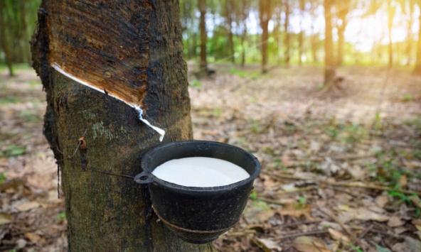 Giá cao su hôm nay 12/12: Biến động trái chiều