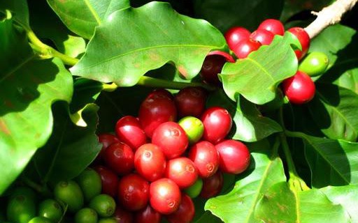 Giá cà phê hôm nay 12/12: Tăng mạnh