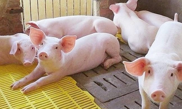 Giá heo hơi hôm nay 13/12: Nguồn cung giảm dần, giá vẫn chưa tăng