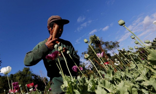 Myanmar là nguồn cung cấp thuốc phiện lớn nhất thế giới hiện nay