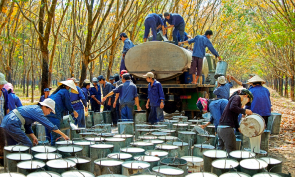 Giá cao su hôm nay 13/12: Giảm trên sàn châu Á