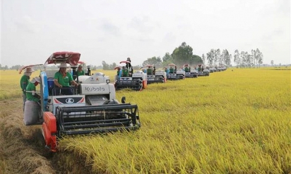 Những điểm nghẽn của chuỗi giá trị lúa gạo Việt Nam