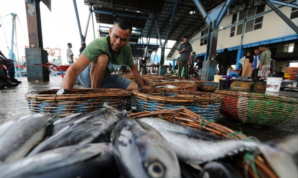 Món cá yêu thích của người Thái đang dần biến mất