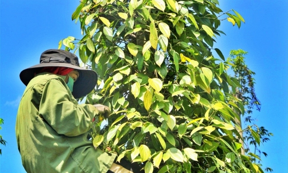 Giá tiêu hôm nay 14/12: Đạt mốc 80.000 đồng/kg