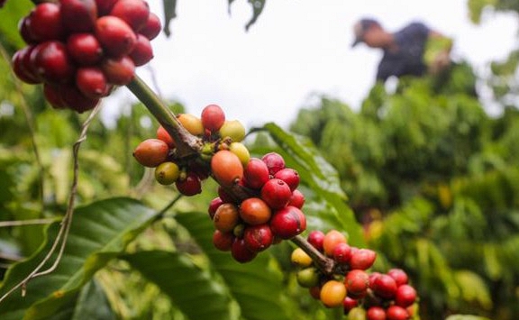Giá cà phê hôm nay 14/12: Tăng 600 đồng/kg