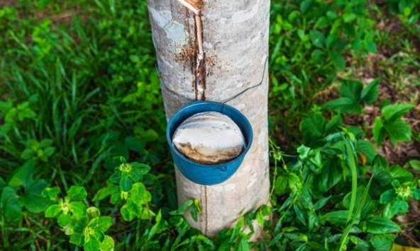 Giá cao su hôm nay 14/12: Đỏ sàn