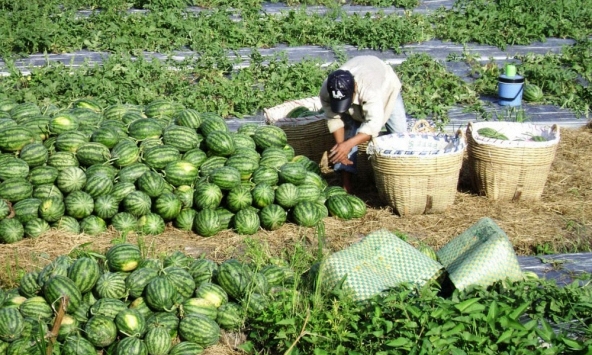 Dưa hấu Việt được xuất khẩu chính ngạch đi Trung Quốc