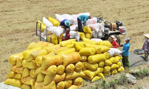 Dự báo xuất khẩu gạo nửa đầu năm 2024 tiếp tục khả quan