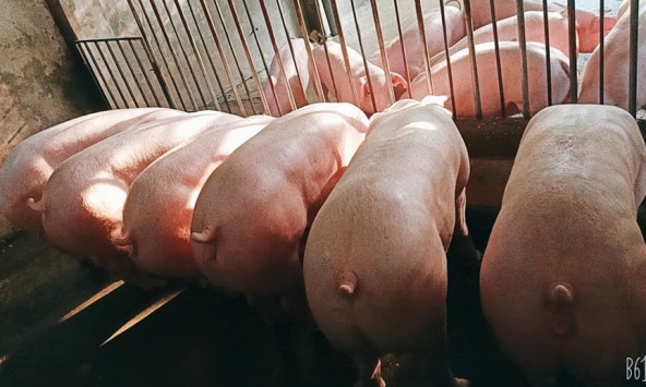 Giá heo hơi hôm nay 15/12: Chưa có dấu hiệu tăng