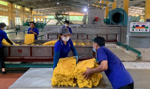 Giá cao su hôm nay 15/12: Giảm nhẹ