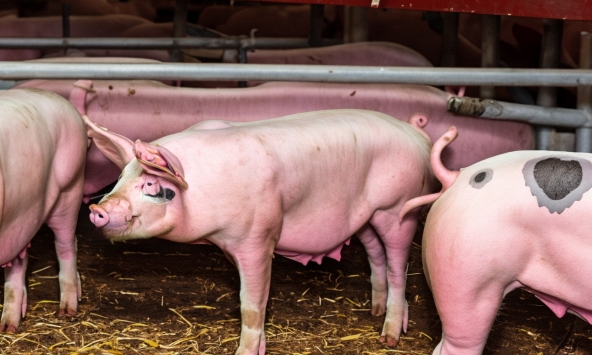 Giá heo hơi hôm nay 16/12: Bắt đầu chu kỳ tăng mới