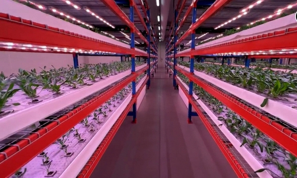 Trang trại trồng rau thẳng đứng 10.000 m2 ở Dubai