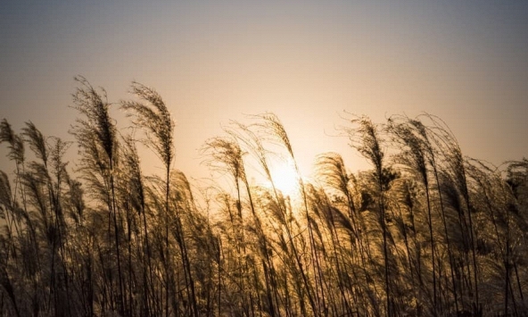 Cuộc đua quốc tế về thống trị nhiên liệu sinh học đang nóng lên