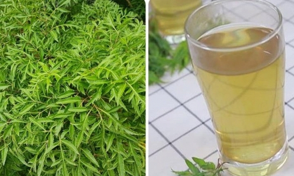 Những người không nên uống lá đinh lăng