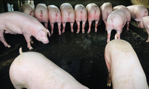 Giá heo hơi hôm nay 18/12: Ba miền đứng im