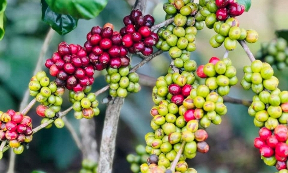 Giá cà phê hôm nay 18/12: Tiếp đà tăng