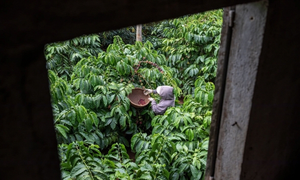 Biến đổi khí hậu đang làm cho cà phê đắng và đắt hơn