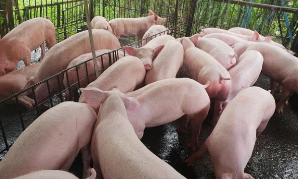 Giá heo hơi hôm nay 19/12: Giá heo tiếp tục đi ngang