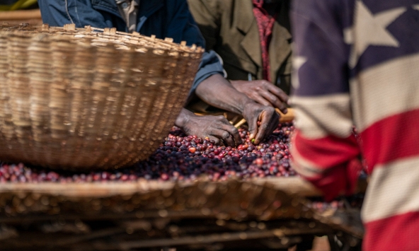 Các công ty cà phê quay lưng với châu Phi khi luật phá rừng của EU sắp có hiệu lực