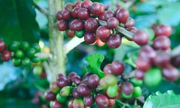 Giá cà phê hôm nay 19/12: Giảm 600 đồng/kg
