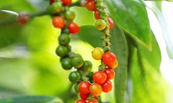 Giá tiêu hôm nay 20/12: Chững lại