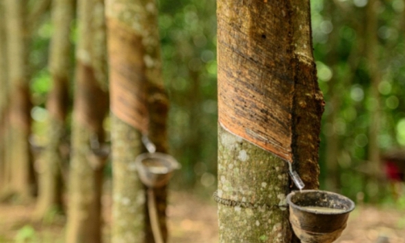 Giá cao su hôm nay 20/12: Tăng trên sàn châu Á